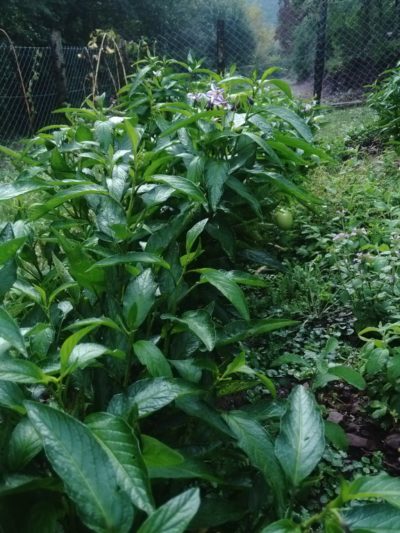 66285-576x1024 66285-576x1024