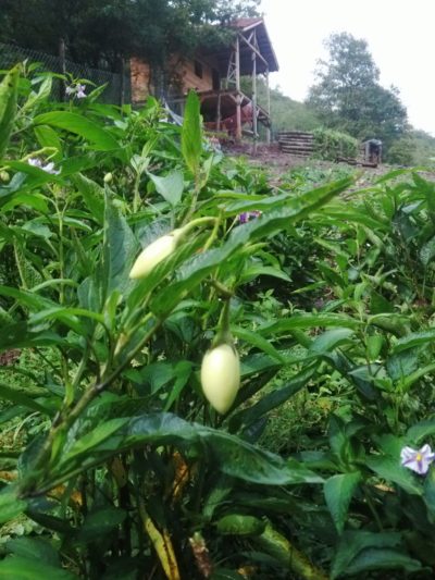 66294-576x1024 66294-576x1024