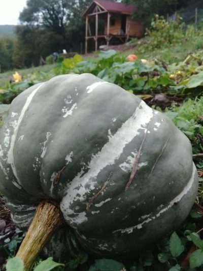 66316-576x1024 66316-576x1024